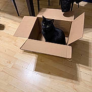 Bmo is registered to the contest to win money with this photo: animal, black_cat, box_flaps, cardboard_box, cat, chair, cozy, curious, domestic, floor, furniture, home, indoor, jacket, light, looking_up, pet, shadow, sitting, wooden_floor