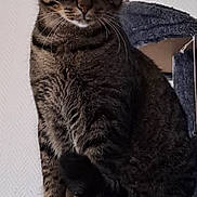 Tigrou participe au concours pour gagner de l'argent avec cette photo : cat, tabby_cat, feline, whiskers, ears, pet, indoor, cat_tree, scratching_post, fur, portrait, looking_at_camera, sitting, paws, cozy, home, furniture, close_up, attentive, domestic_animal