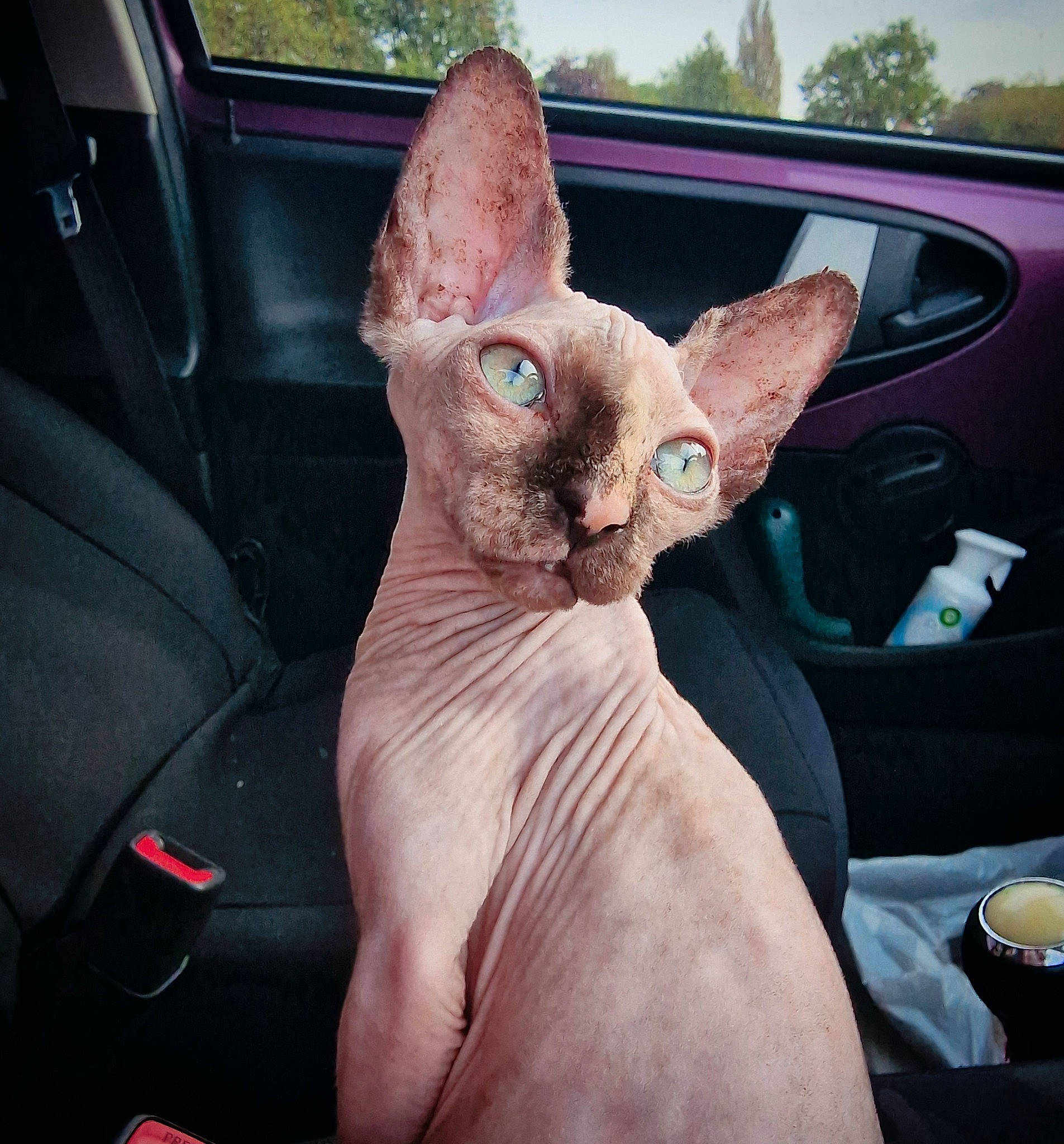 Luna joined the competition — help win amazing prizes! auto_part, automotive_exterior, canidae, car, car_seat, carnivore, cat, comfort, ear, fawn, felidae, fur, gesture, nail, small_to_medium_sized_cats, snout, vehicle, vehicle_door, whiskers, window