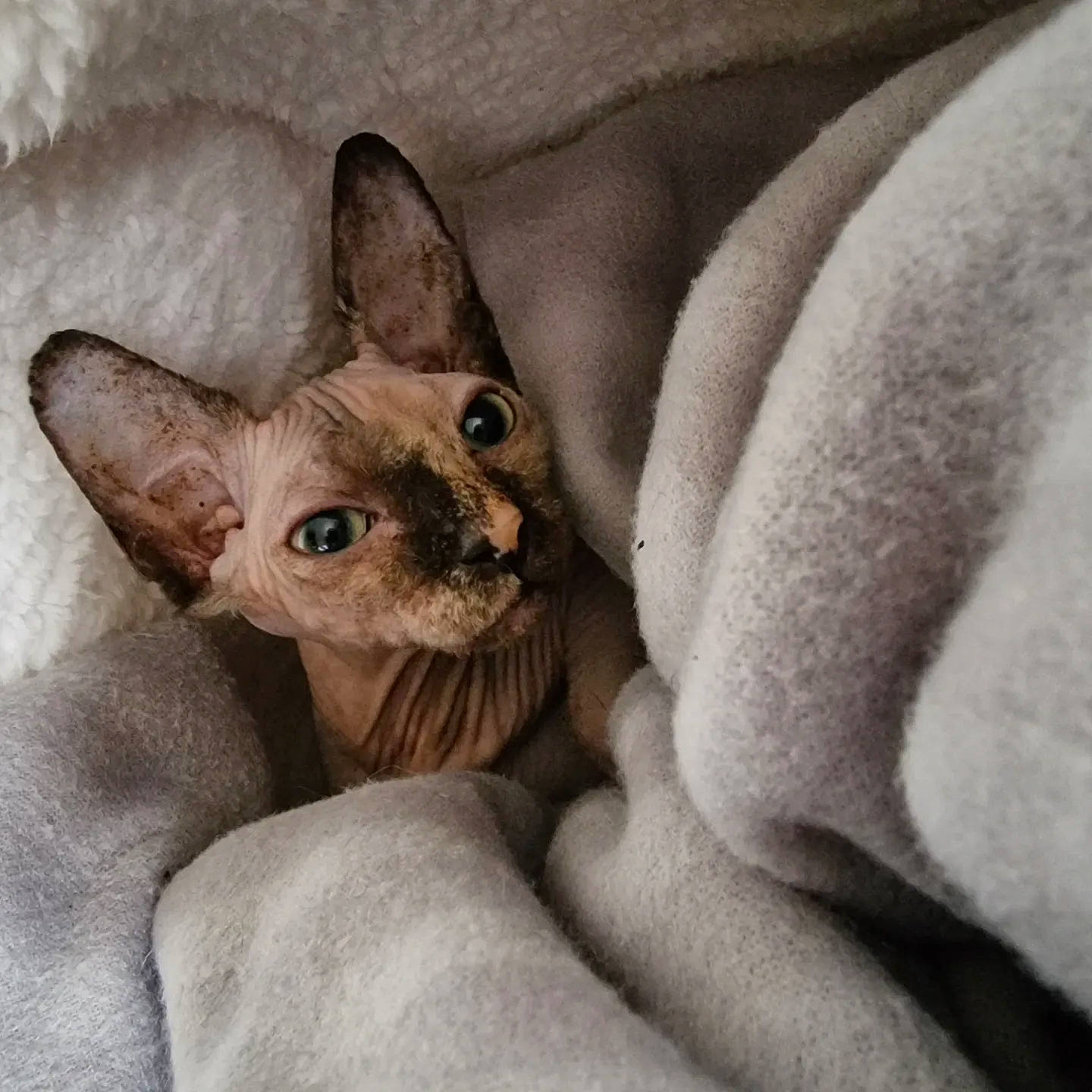 Luna joined the competition — help win amazing prizes! carnivore, cat, close_up, comfort, domestic_short_haired_cat, ear, fawn, felidae, fur, paw, small_to_medium_sized_cats, snout, terrestrial_animal, whiskers, window