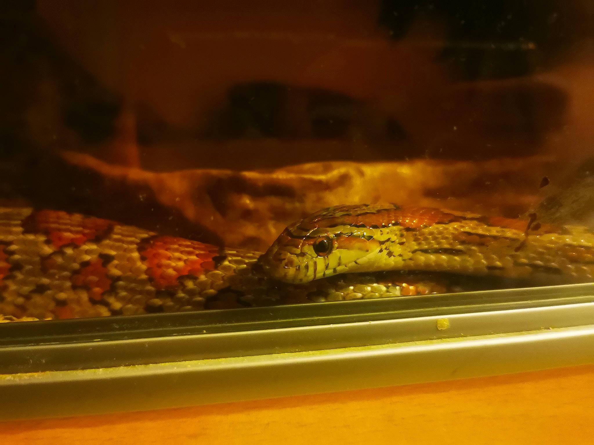 Ash is registered to the contest to win money with this photo: corn_snake, cuisine, dish, food, reptile, roasting, scaled_reptile, snake