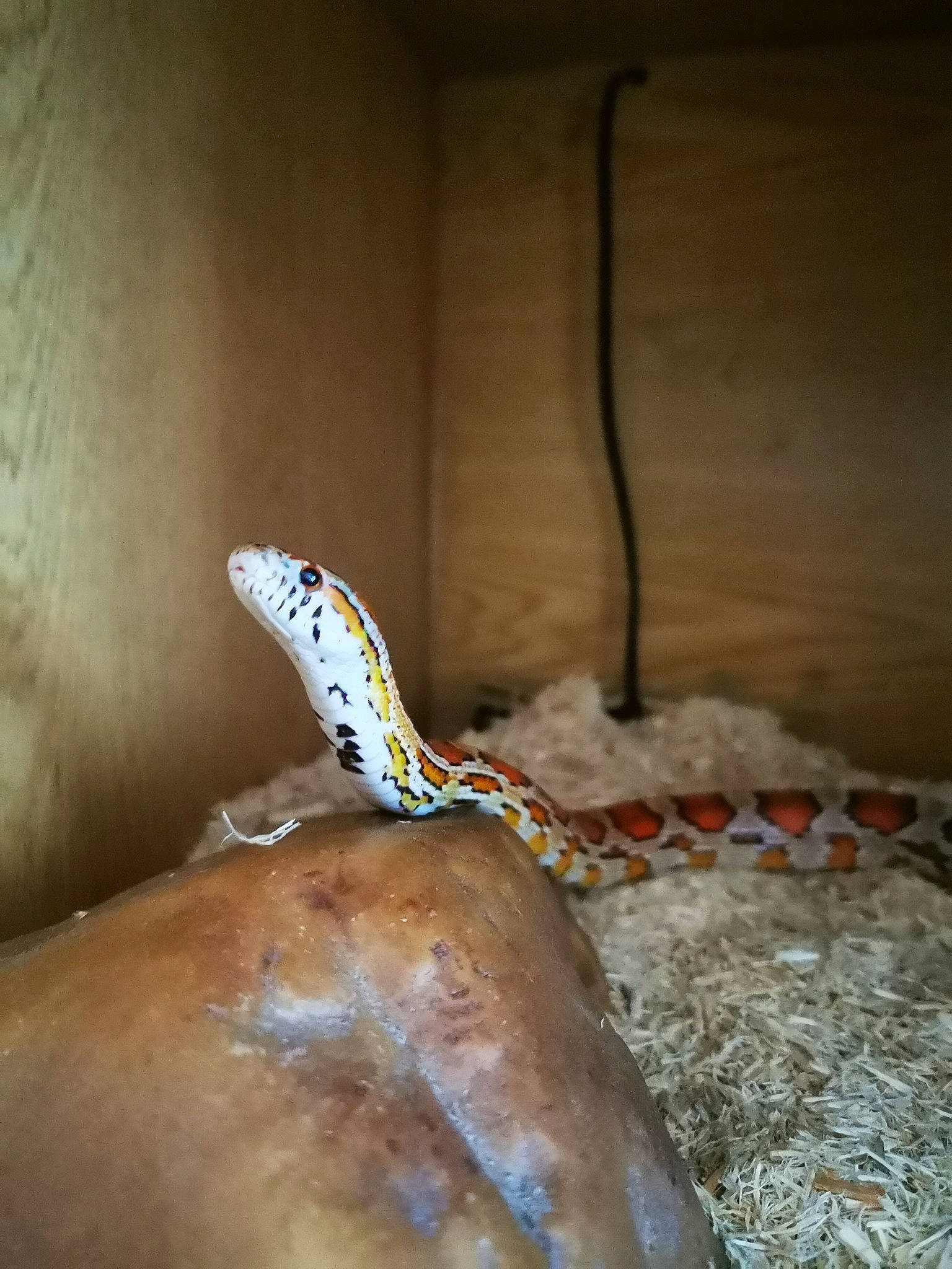 Ember is registered to the contest to win money with this photo: banana, corn_snake, reptile, scaled_reptile, serpent, slug