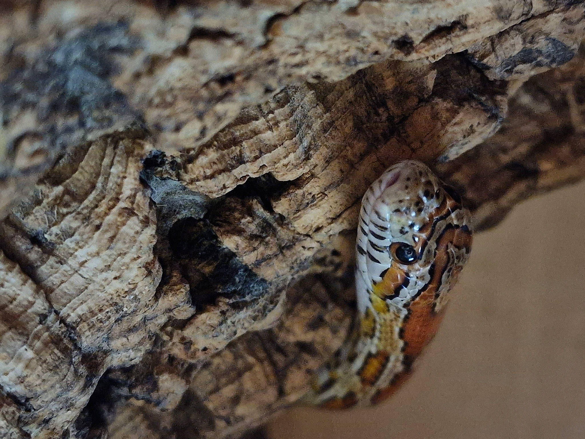 Ember is registered to the contest to win money with this photo: art, beak, bird, close_up, eye, feather, insect, macro_photography, metal, pattern, plant, rock, snout, soil, terrestrial_animal, tree, trunk, twig, wing, wood