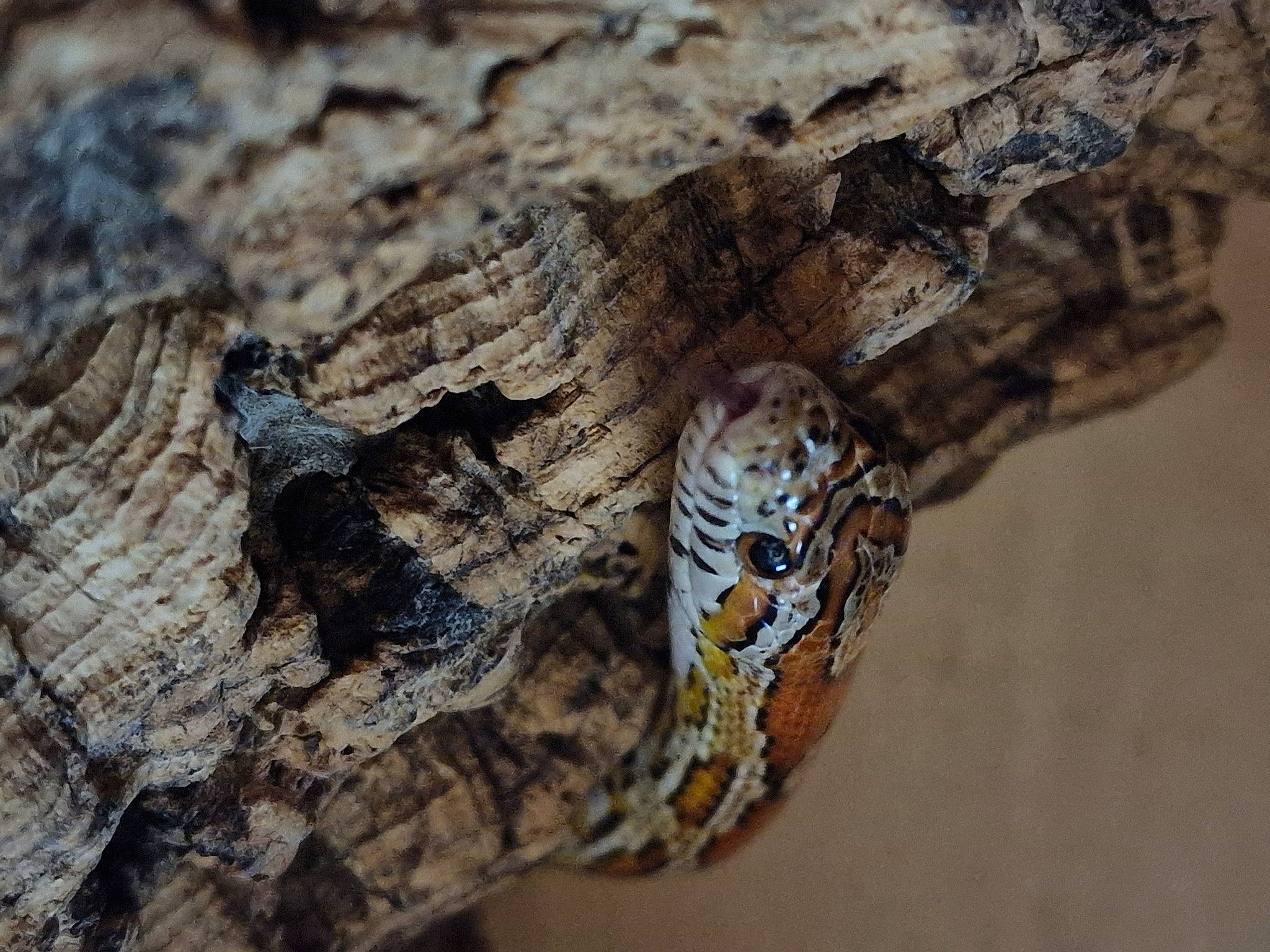 Ember joined the competition — help win amazing prizes! art, beak, carving, close_up, insect, lizard, macro_photography, metal, moth, pattern, plant, reptile, rock, scaled_reptile, soil, terrestrial_animal, tree, trunk, wildlife, wood