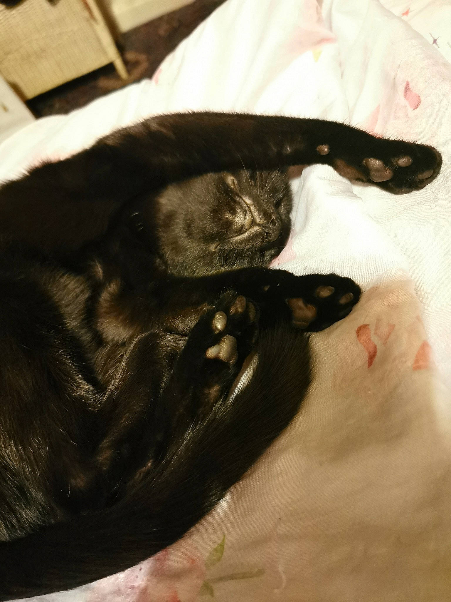 Jet joined the competition — help win amazing prizes! black, black_cat, canidae, carnivore, cat, ear, felidae, small_to_medium_sized_cats, sporting_group, tail, whiskers