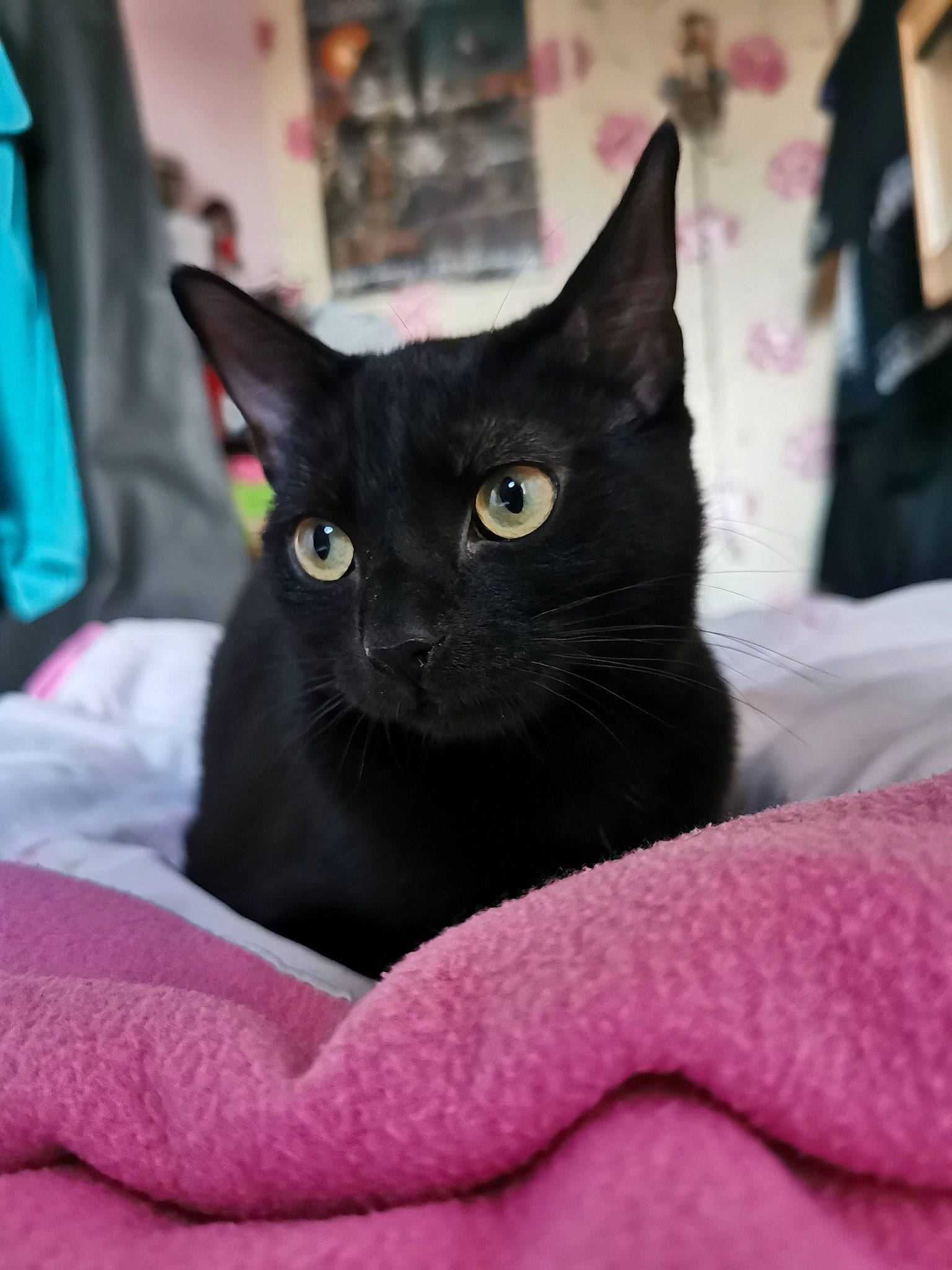 Jet is registered to the contest to win money with this photo: asian, black, black_cat, bombay, burmese, carnivore, cat, domestic_short_haired_cat, felidae, german_rex, havana_brown, kitten, korat, mammal, oriental_shorthair, russian_blue, small_to_medium_sized_cats, snout, vertebrate, whiskers