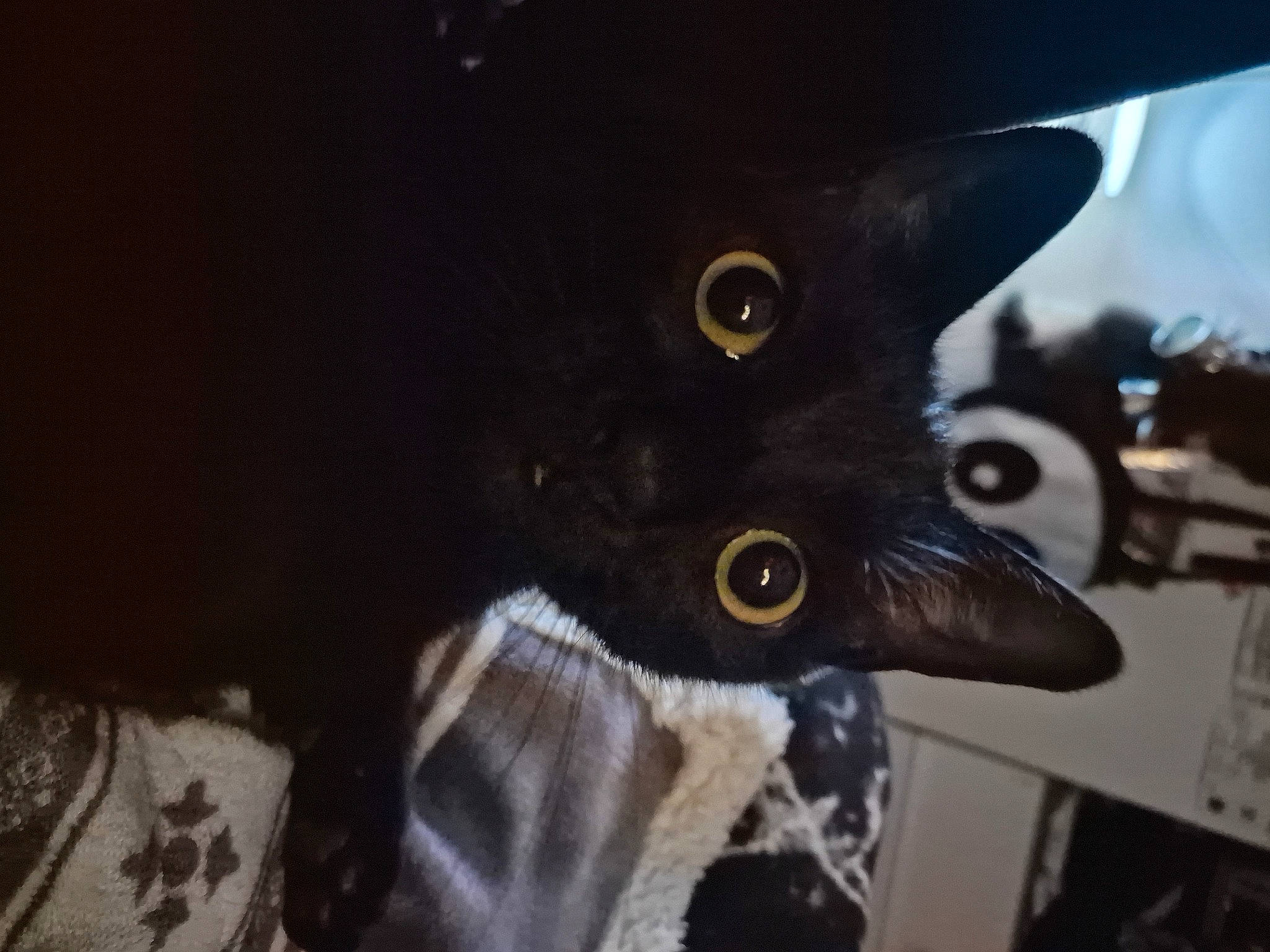 Jet is registered to the contest to win money with this photo: black_cat, bombay, carnivore, cat, claw, domestic_short_haired_cat, ear, felidae, fur, iris, small_to_medium_sized_cats, snout, tail, whiskers