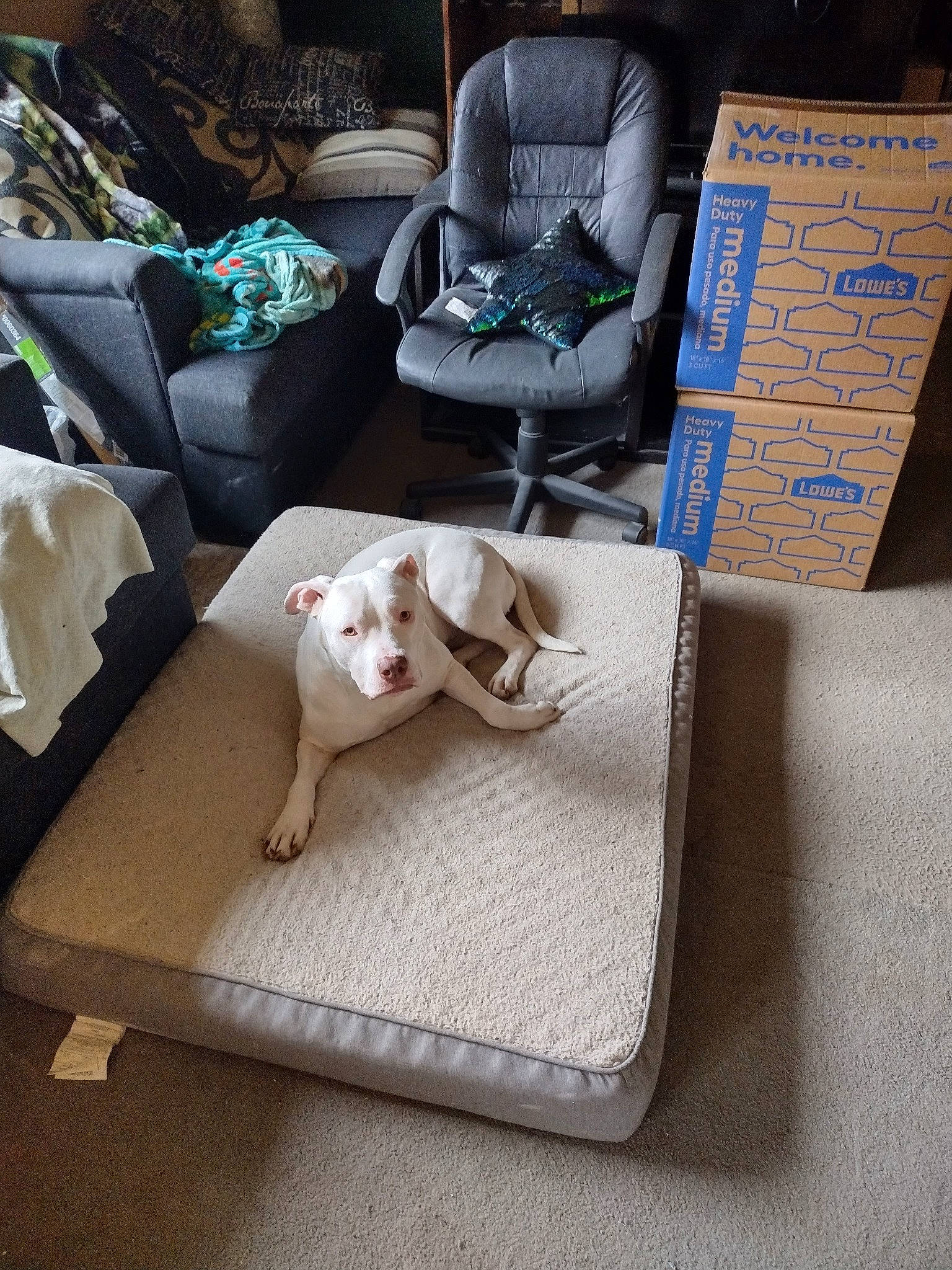 Indi joined the competition — help win amazing prizes! carnivore, chair, comfort, companion_dog, couch, dog, dog_breed, dog_supply, fawn, felidae, handwriting, linens, living_room, pillow, rectangle, small_to_medium_sized_cats, sporting_group, throw_pillow, toy_dog, wood