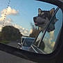 animal, car, clouds, daytime, dog, happy, husky, nature, outdoor, pet, reflection, road, scenic, side_mirror, sky, transportation, travel, trees, vehicle, window
