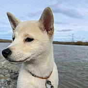 Athéna participe au concours pour gagner de l'argent avec cette photo : puppy, dog, close_up, outdoor, water, lake, sky, cloudy, fur, collar, leash, animal, pet, nature, calm, side_view, young_dog, canine, serene, rock