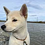 puppy, dog, close_up, outdoor, water, lake, sky, cloudy, fur, collar, leash, animal, pet, nature, calm, side_view, young_dog, canine, serene, rock