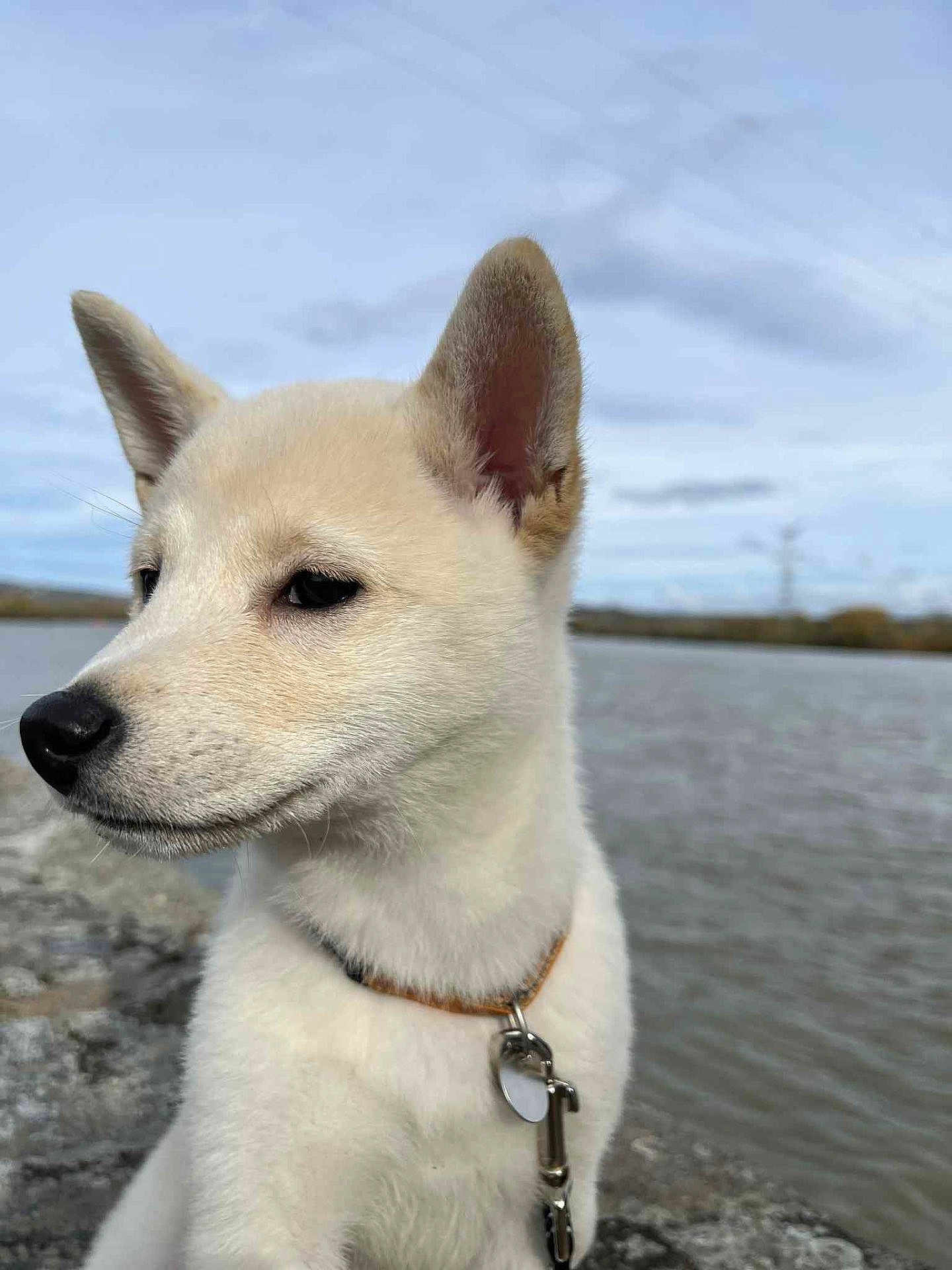 Athéna participe au concours pour gagner de l'argent avec cette photo : puppy, dog, close_up, outdoor, water, lake, sky, cloudy, fur, collar, leash, animal, pet, nature, calm, side_view, young_dog, canine, serene, rock