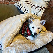 Athéna a rejoint le concours — aidez-le/la à gagner de superbes lots ! animal, blanket, brick_wall, comfort, couch, cozy, cute, dog, fur, holiday, home, indoor, pet, pillow, puppy, resting, snuggling, soft, sweater, warm