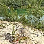 Helga a rejoint le concours — aidez-le/la à gagner de superbes lots ! dog, husky, leash, sand, lake, water, trees, forest, outdoor, nature, greenery, canine, pet, animal, scenic, landscape, walk, adventure, summer, daytime
