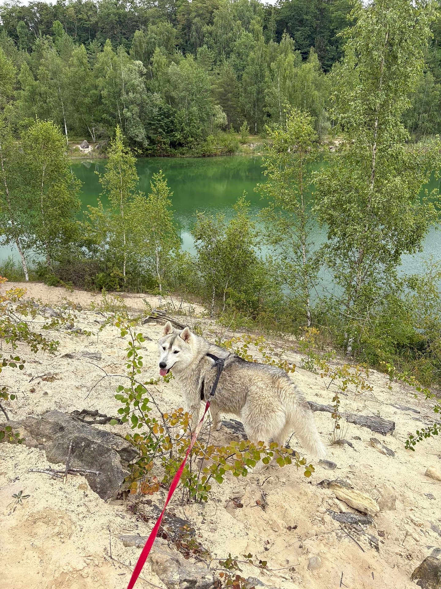 Helga a rejoint le concours — aidez-le/la à gagner de superbes lots ! dog, husky, leash, sand, lake, water, trees, forest, outdoor, nature, greenery, canine, pet, animal, scenic, landscape, walk, adventure, summer, daytime