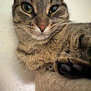 Beans is registered to the contest to win money with this photo: cat, tabby_cat, animal, pet, fur, whiskers, paw, close_up, relaxed, indoor, mammal, cute, feline, looking_at_camera, portrait, domestic_cat, ears, eyes, nose, resting
