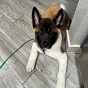 Loba is registered to the contest to win money with this photo: adorable, animal, canine, collar, curious, dog, ears, floor, fur, indoor, leash, looking_up, lying_down, paw, pet, playful, puppy, tail, wooden_floor, young_dog