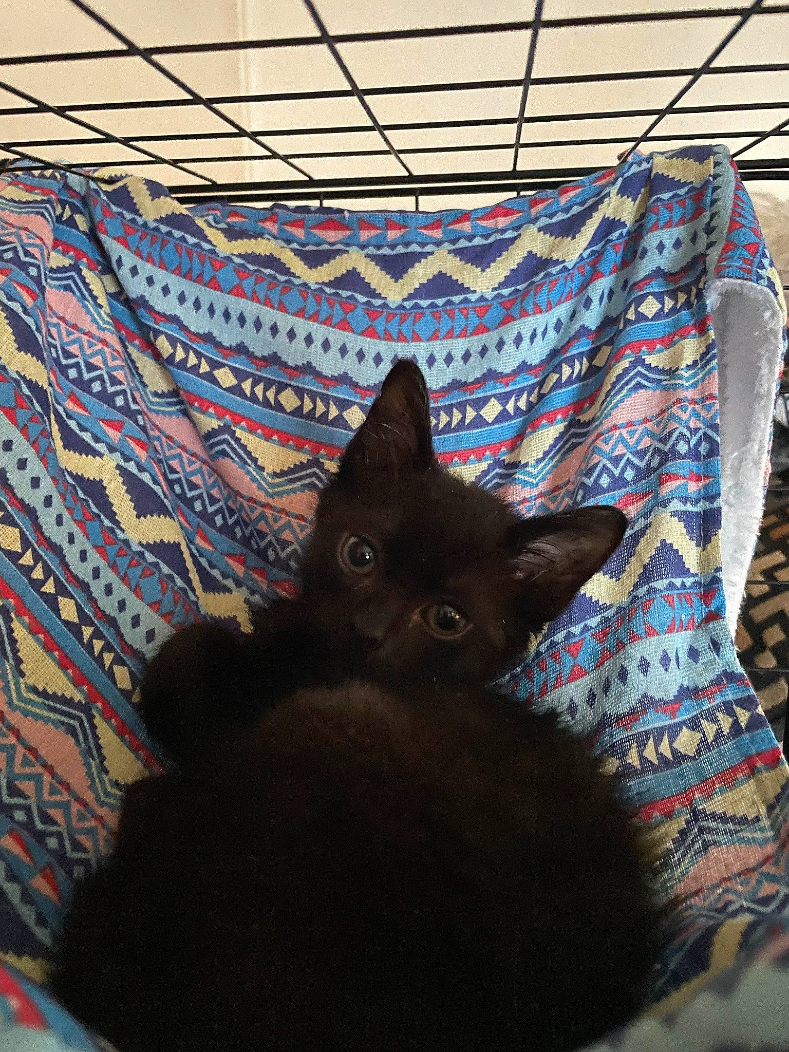 Cowboy Joe is registered to the contest to win money with this photo: art, black_cat, brown, carnivore, cat, domestic_short_haired_cat, electric_blue, felidae, flooring, fur, grey, linens, pattern, shadow, small_to_medium_sized_cats, snout, tail, tints_and_shades, visual_arts, whiskers