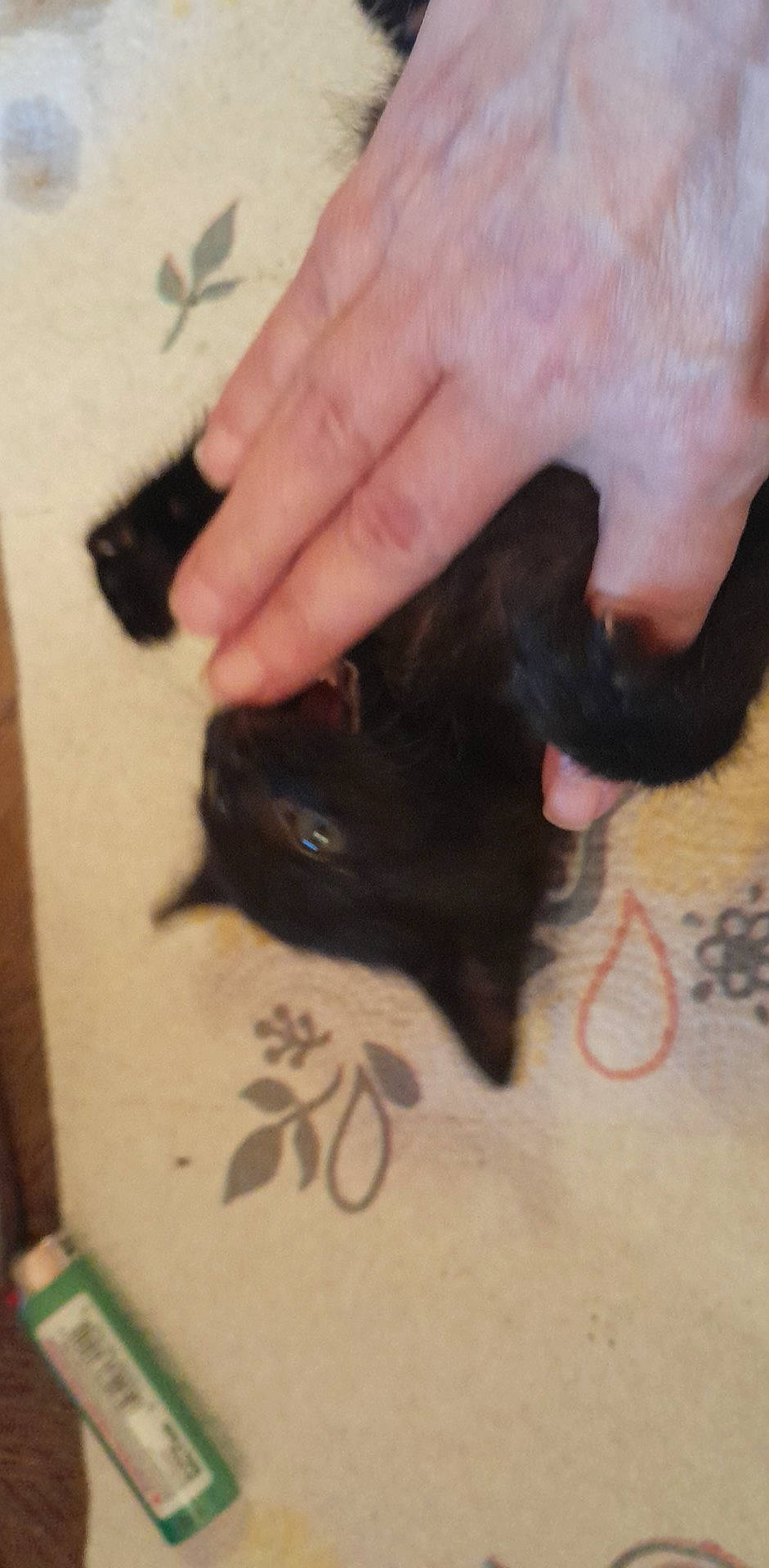 Cowboy Joe joined the competition — help win amazing prizes! black_cat, bombay, carnivore, cat, claw, dog_breed, felidae, finger, foot, fur, gesture, human_leg, nail, paw, small_to_medium_sized_cats, snout, tail, thumb, whiskers, wrist