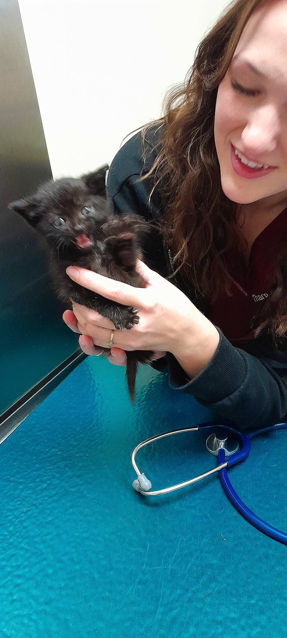 Cowboy Joe joined the competition — help win amazing prizes! cable, carnivore, cat, domestic_short_haired_cat, electric_blue, eyewear, fashion_accessory, felidae, finger, gadget, gesture, hand, jewellery, nail, small_to_medium_sized_cats, smile, vertebrate, whiskers, wire, wrist