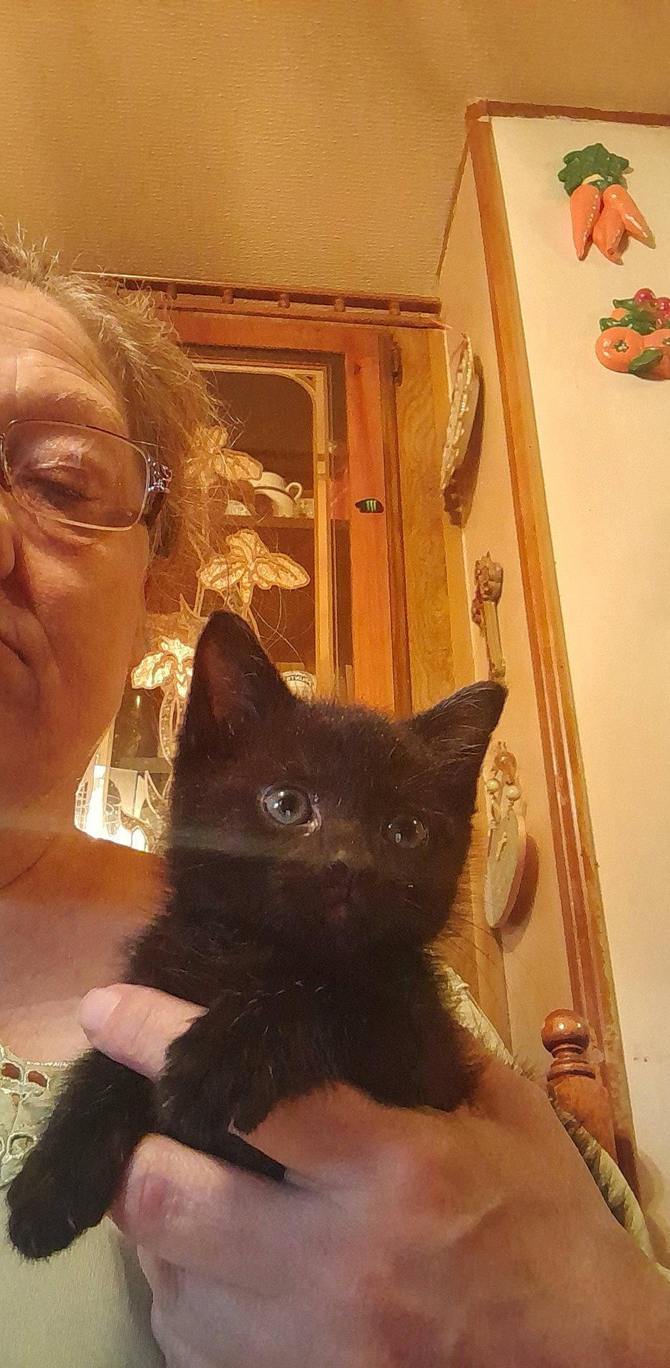 Cowboy Joe is registered to the contest to win money with this photo: black_cat, carnivore, cat, claw, domestic_short_haired_cat, ear, eyewear, fawn, felidae, fur, glasses, house, plant, room, selfie, small_to_medium_sized_cats, snout, tail, whiskers, wood