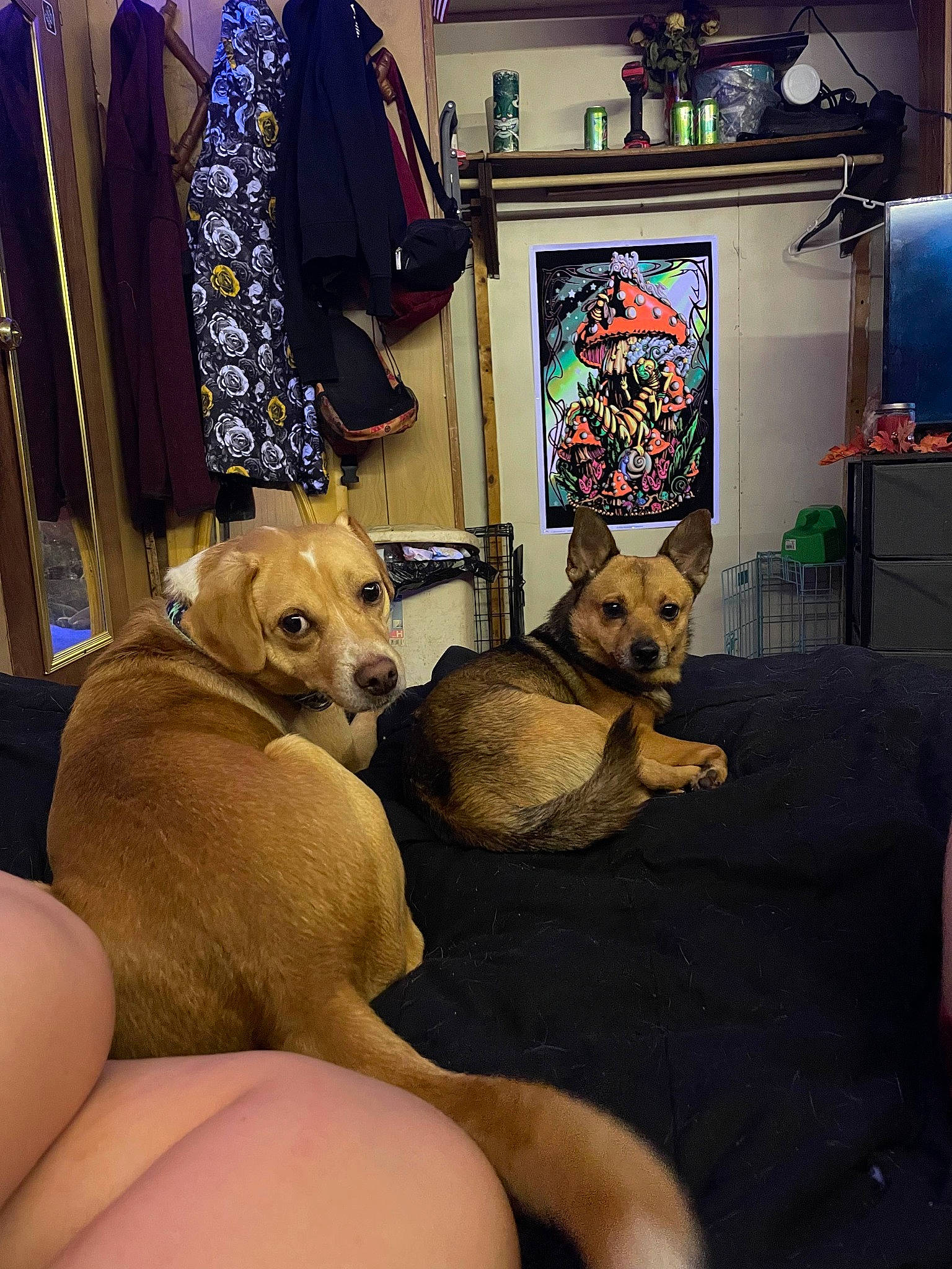 Axel joined the competition — help win amazing prizes! canidae, carnivore, chair, comfort, companion_dog, dog, dog_breed, fawn, felidae, flooring, fur, mammal, picture_frame, room, selfie, sporting_group, table, toy, toy_dog, vertebrate