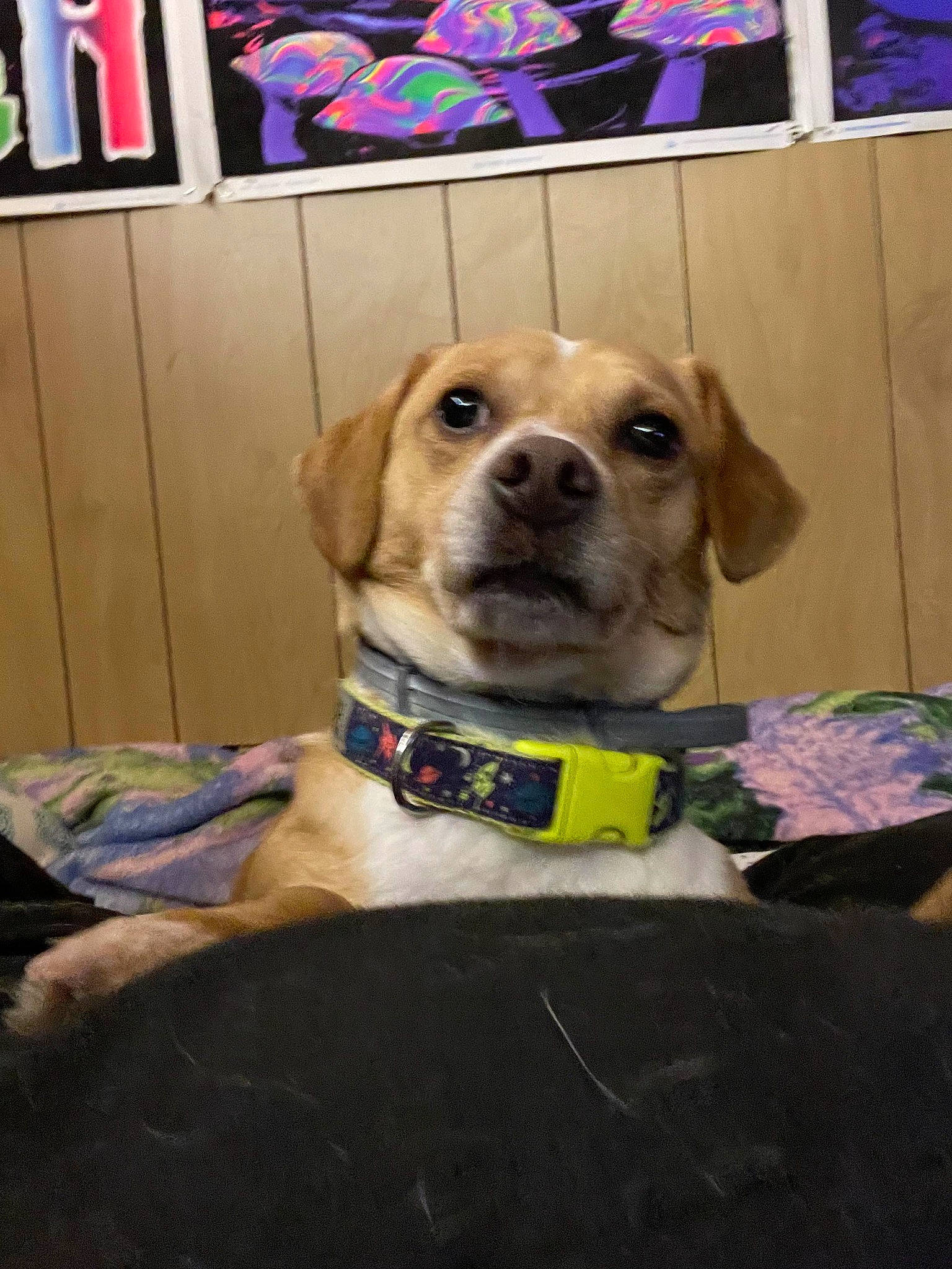 Axel is registered to the contest to win money with this photo: canidae, carnivore, collar, companion_dog, dog, dog_breed, dog_clothes, dog_collar, dog_supply, fashion_accessory, fawn, fur, gun_dog, leash, personal_protective_equipment, pet_supply, picture_frame, snout, sporting_group, working_animal