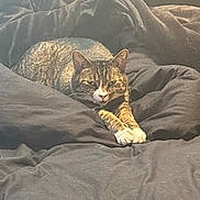 Doc Holiday is registered to the contest to win money with this photo: animal, bedroom, black_blanket, blanket, cat, cozy, ears, face, feline, fur, home, indoor, patterned_wallpaper, paws, pet, relaxed, resting, stretching, tabby_cat, whiskers
