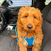 Rowan is registered to the contest to win money with this photo: dog, puppy, blue_harness, car_interior, front_seat, curly_fur, golden_brown, pet, animal, leash, steering_wheel, dashboard, window, seat_belt, vehicle, canine, close_up, sitting, indoor, companion