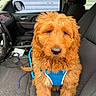 animal, blue_harness, canine, car_interior, close_up, companion, curly_fur, dashboard, dog, front_seat, golden_brown, indoor, leash, pet, puppy, seat_belt, sitting, steering_wheel, vehicle, window