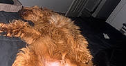 Rowan is registered to the contest to win money with this photo: dog, sleeping, bed, curly_fur, indoor, tapestry, black_blanket, open_door, wooden_furniture, relaxation, pet, cozy, room, fur, animal, rest, domestic, comfort, brown, canine