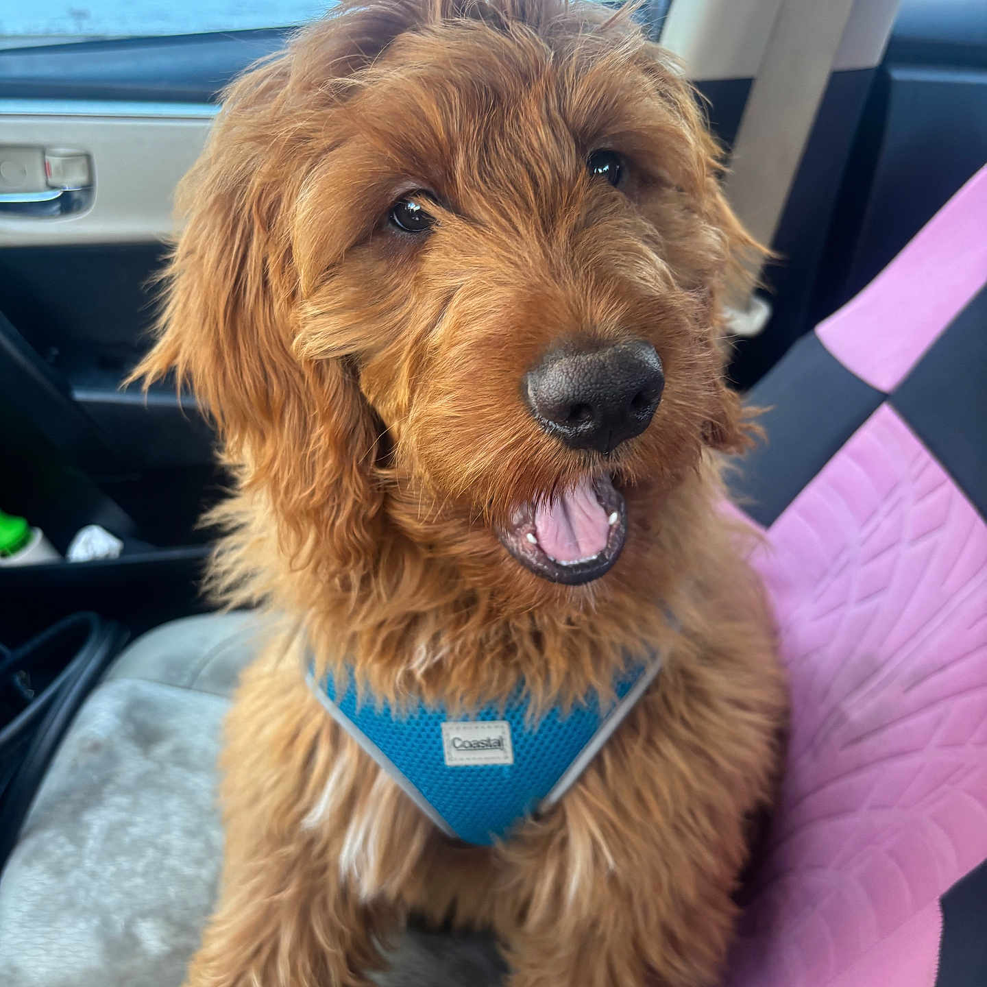 Rowan is registered to the contest to win money with this photo: dog, puppy, car, car_seat, pink_seat_cover, blue_harness, leash, happy, fur, tongue, mouth_open, seatbelt, window, door_handle, indoor, pet, animal, cute, fluffy, brown_fur