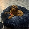 Rowan is registered to the contest to win money with this photo: dog, dog_bed, plush, brown, fluffy, indoor, wooden_floor, rug, toy, relaxed, pet, cozy, carpet, flooring, animal, fur, resting, home, comfort, living_room