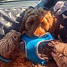 Rowan is registered to the contest to win money with this photo: dog, puppy, blue_harness, car_interior, dog_patterned_seat_cover, sunlight, fur, paw, hand, cozy, pet, travel, road, window, seat, comfort, brown_fur, cute, relaxing, companion
