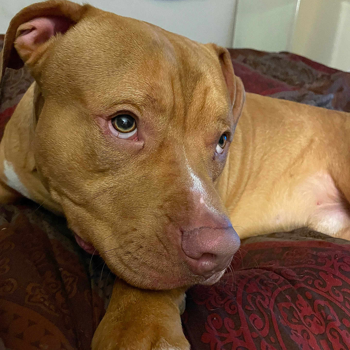 Bricks joined the competition — help win amazing prizes! animal, bedroom, bedspread, brown_dog, canine, close_up, dog, ears, fabric, fur, indoor, looking_away, nose, paw, pet, portrait, relaxed, resting, snout, whiskers