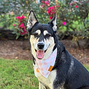 Sasha joined the competition — help win amazing prizes! animal, bandana, black_and_white, bokeh, canine, checkered_pattern, close_up, companion, dog, flowers, garden, grass, happy, outdoor, pet, pink_flowers, pointed_ears, portrait, sitting, tongue_out