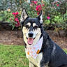 animal, bandana, black_and_white, bokeh, canine, checkered_pattern, close_up, companion, dog, flowers, garden, grass, happy, outdoor, pet, pink_flowers, pointed_ears, portrait, sitting, tongue_out