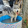 dog, husky, pool, water, outdoor, pet, tongue_out, summer, playful, colorful, stone_wall, fence, garden, animal, canine, happy, pet_pool, tongue, fur, nature