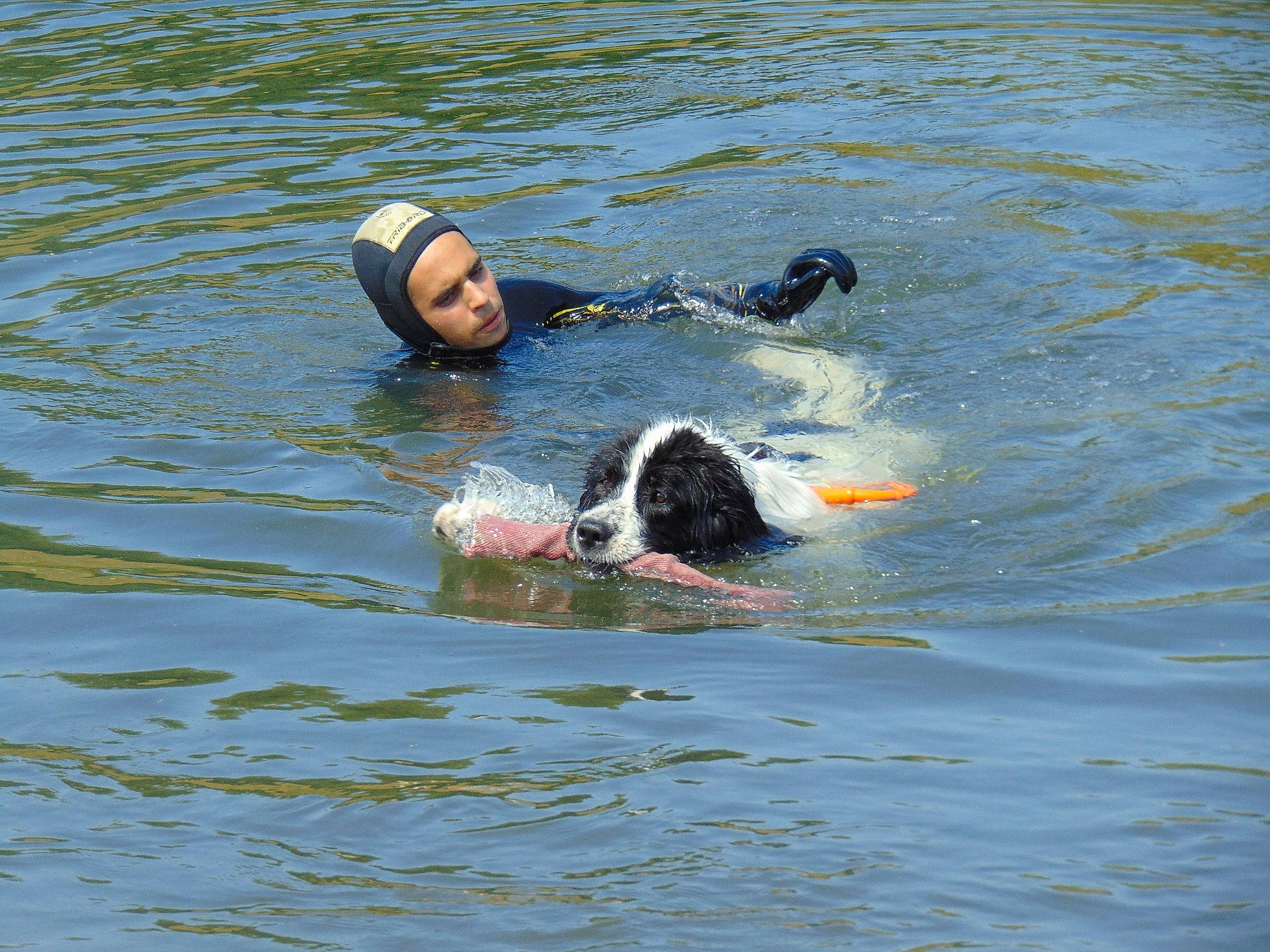 Odine participe au concours pour gagner de l'argent avec cette photo : carnivoran, dog, dog_like_mammal, fun, leisure, person, recreation, river, swimming, vacation, water, water_sport, wave