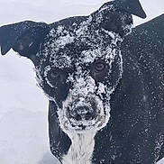 Lux joined the competition — help win amazing prizes! black_fur, canine, closeup, cold, dog, ears, eyes, fur, muzzle, nose, outdoor, pet, playful, portrait, snout, snow, snowy_face, whiskers, white_chest, winter