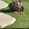 animal, artificial_grass, companion, cute, daylight, dog, friendly, fur, grass, leisure, outdoor, pet, pink_hair_tie, relaxing, shadow, small_dog, stepping_stone, stone, sunlight, yorkshire_terrier