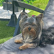 Aba participe au concours pour gagner de l'argent avec cette photo : dog, small_dog, yorkshire_terrier, pet, outdoor, chair, grass, greenery, sunlight, relaxed, fur, animal, cute, pink_hair_tie, patterned_fabric, garden, nature, daylight, domestic_animal, resting