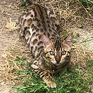 Vulcan a rejoint le concours — aidez-le/la à gagner de superbes lots ! animal, cat, field, grass, grassland, green, herbal, herbs, jungle, kitten, nature, ocelot, outdoors, pet, plant, rock, soil, vegetation, yard, zoo