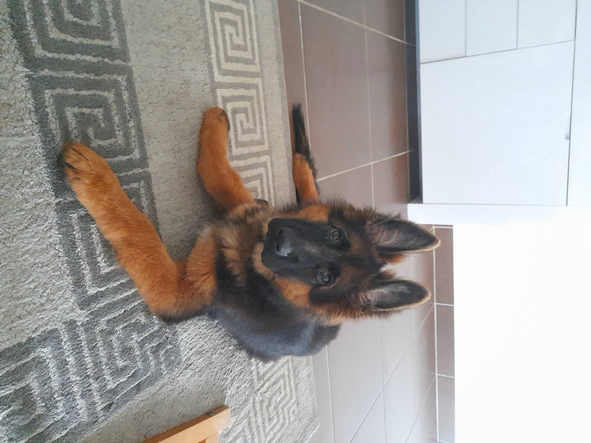 Marley participe au concours pour gagner de l'argent avec cette photo : bat, canidae, carnivore, claw, companion_dog, dog, dog_breed, fawn, flooring, fur, german_shepherd_dog, paw, pet_supply, snout, sporting_group, tail, terrestrial_animal, whiskers, window, wood