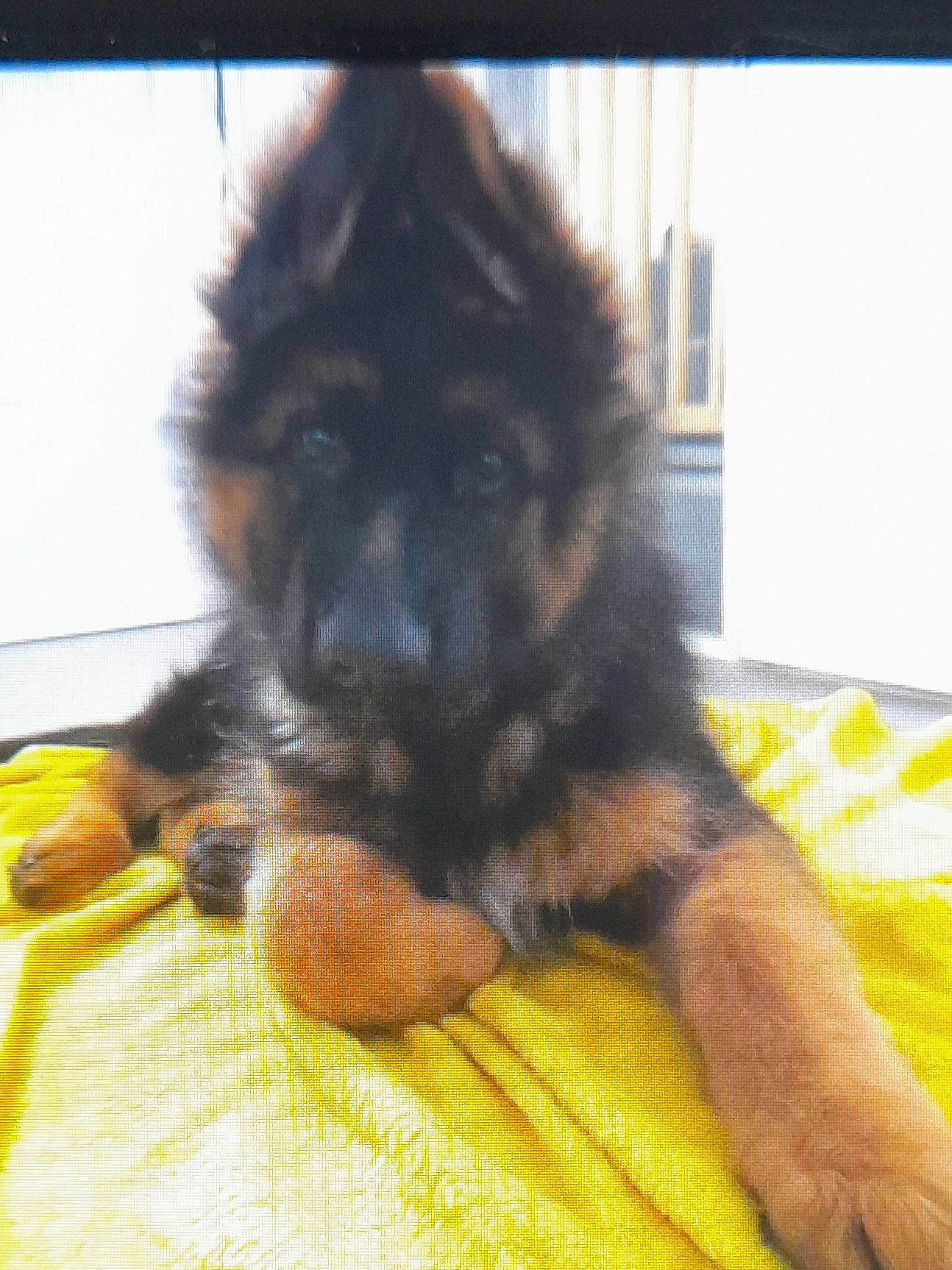 Marley a rejoint le concours — aidez-le/la à gagner de superbes lots ! canidae, carnivore, claw, comfort, companion_dog, dog, dog_breed, fawn, foot, fur, guard_dog, non_sporting_group, paw, puppy, sporting_group, tail, terrestrial_animal, toy_dog, working_animal, working_dog