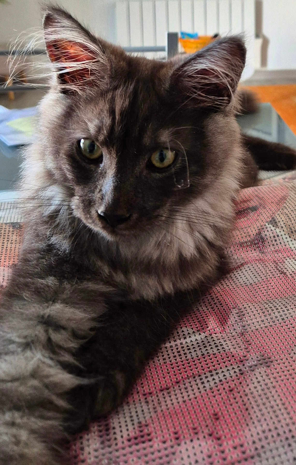 Simba