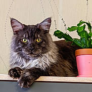 Simba a rejoint le concours — aidez-le/la à gagner de superbes lots ! background, cat, close_up, domestic_animal, ears, feline, fluffy, fur, home, indoor, pet, pink_pot, plant, portrait, potted_plant, relaxed, table, whiskers, wooden_surface, yellow_eyes