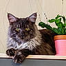 background, cat, close_up, domestic_animal, ears, feline, fluffy, fur, home, indoor, pet, pink_pot, plant, portrait, potted_plant, relaxed, table, whiskers, wooden_surface, yellow_eyes