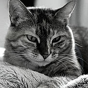 Laska participe au concours pour gagner de l'argent avec cette photo : cat, feline, tabby, close_up, black_and_white, whiskers, paw, fur, portrait, pet, relaxed, blanket, indoor, sleepy, soft_texture, animal, ear, nose, eyes, monochrome