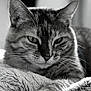 cat, feline, tabby, close_up, black_and_white, whiskers, paw, fur, portrait, pet, relaxed, blanket, indoor, sleepy, soft_texture, animal, ear, nose, eyes, monochrome